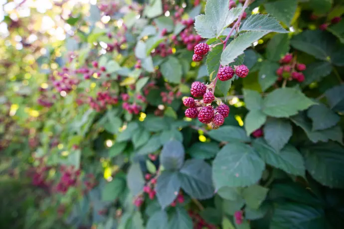 Agroturystyka - domowe jeżyny i jedzenie