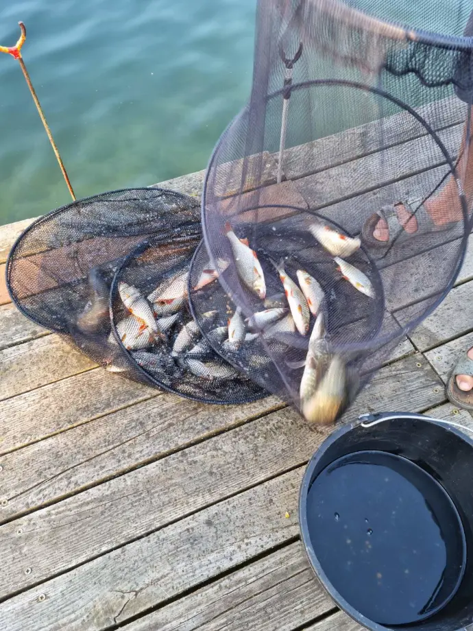 Łowienie ryb, jezioro pełne ryb