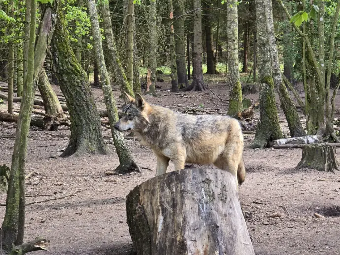 Wycieczka park dzikich zwierząt natura